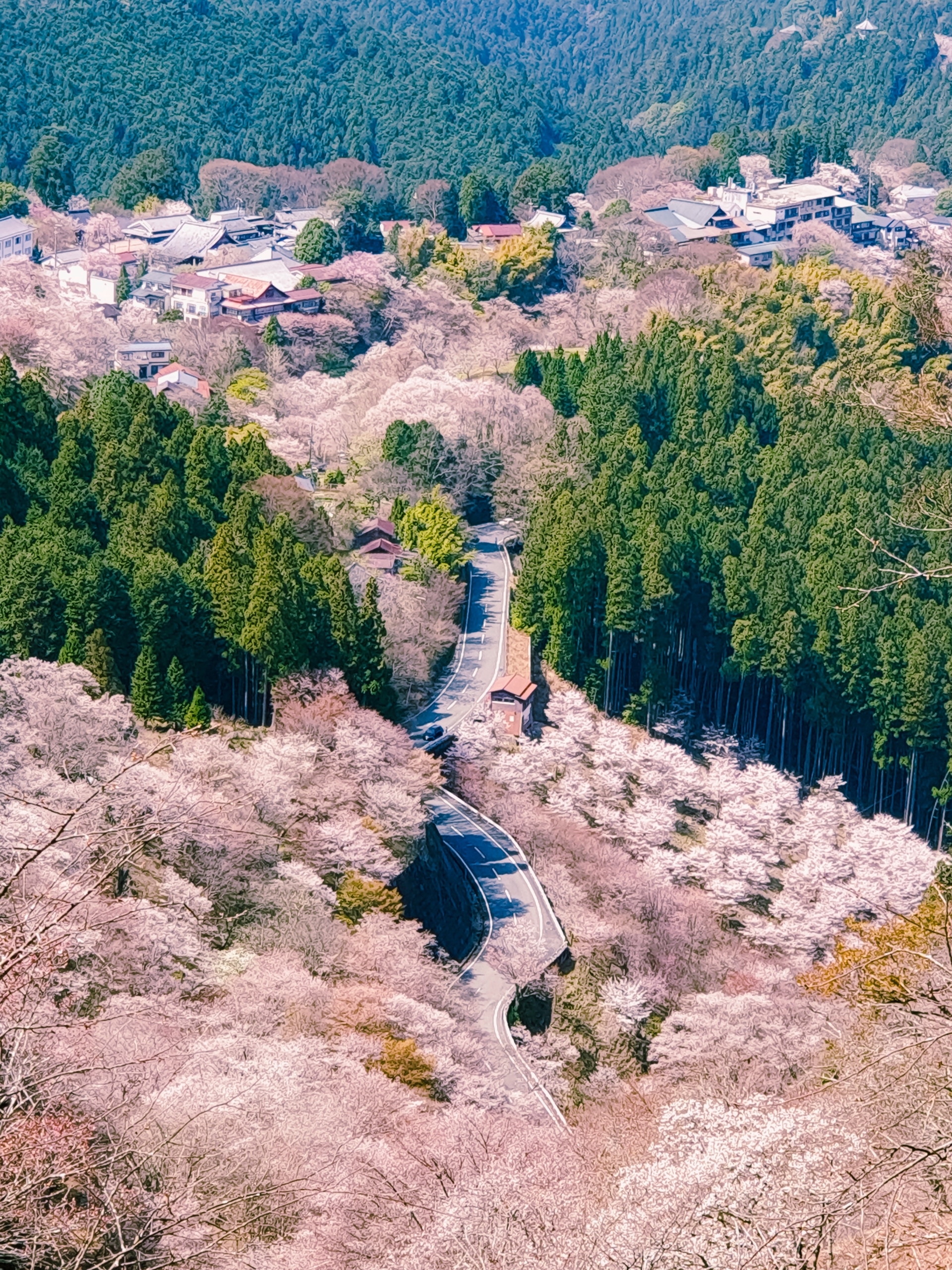 Sakura