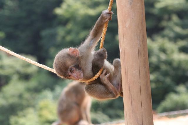 парк обезьян в Иватаяма 