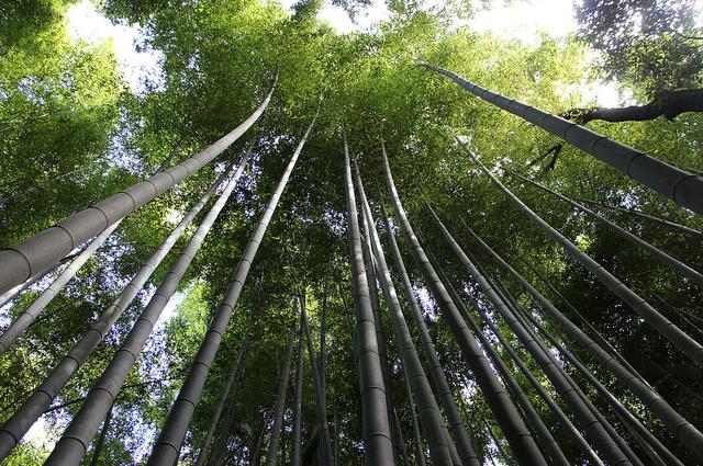 бамбуковый лес в Арасияме