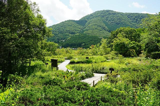 Хаконе- ботанический сад